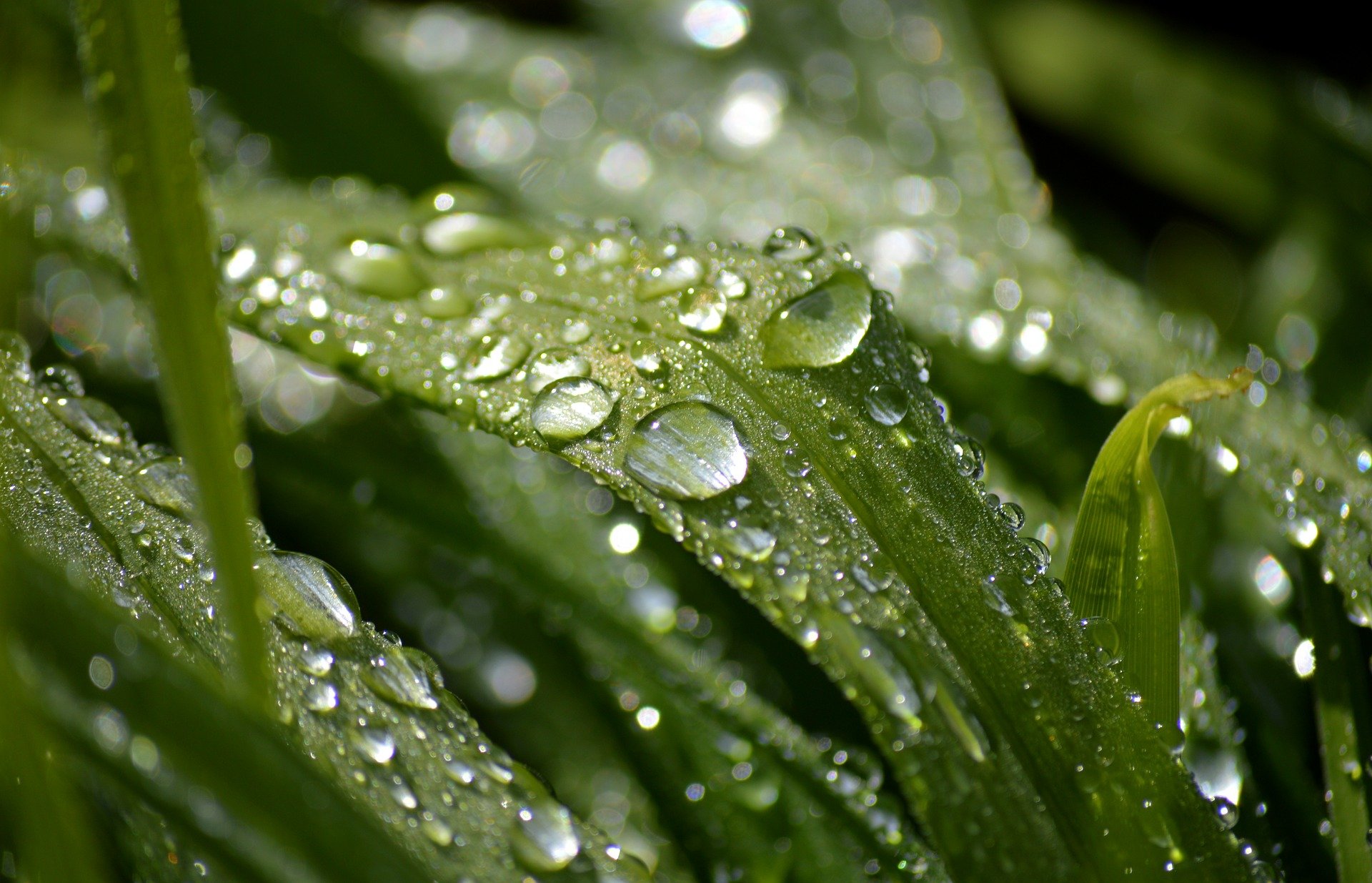 neelam279-raindrop-10190084_1920.jpg